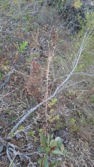 Paepalanthus chiquitensis
