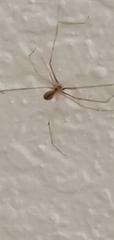 Pholcus