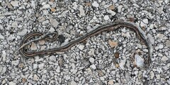 Thamnophis proximus orarius
