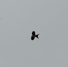 Elanoides forficatus