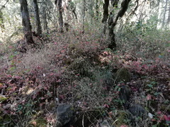 Platanthera transversa