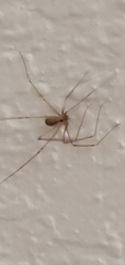Pholcus