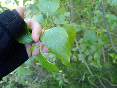 Populus trichocarpa