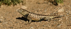 Sceloporus uniformis