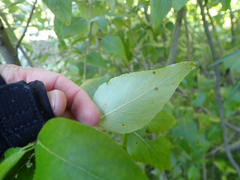 Populus trichocarpa