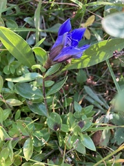 Gentiana calycosa