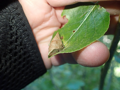 Tenthredinoidea