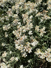 Anaphalis margaritacea