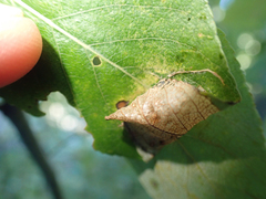 Tenthredinoidea