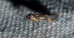 Euspilapteryx auroguttella