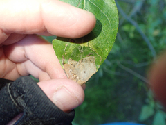 Tenthredinoidea
