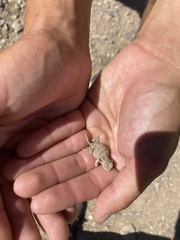 Phrynosoma hernandesi