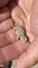 Phrynosoma hernandesi