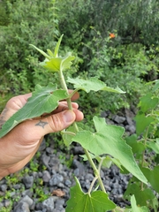 Montanoa tomentosa