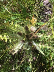 Cirsium scariosum