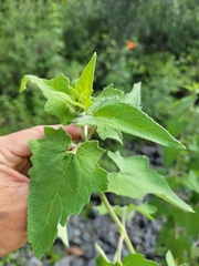 Montanoa tomentosa