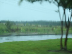 Crotalaria spectabilis
