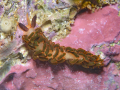 Burnaia helicochorda