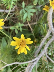 Arnica latifolia