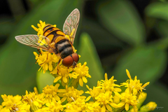 Eristalis transversa