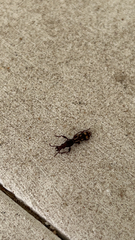 Arrhenodes minutus