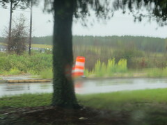 Crotalaria spectabilis