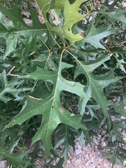 Quercus coccinea