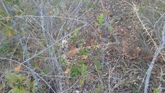 Paepalanthus chiquitensis