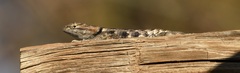 Sceloporus uniformis
