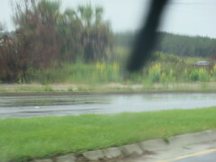 Crotalaria spectabilis