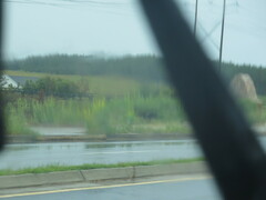 Crotalaria spectabilis