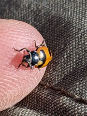 Hippodamia caseyi