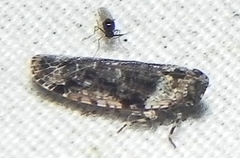 Catonia nava