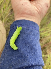 Paonias excaecata