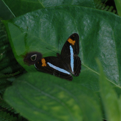 Adelpha felderi