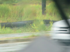 Crotalaria spectabilis