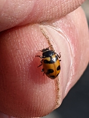 Hippodamia caseyi