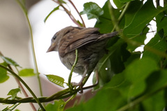 Passer domesticus