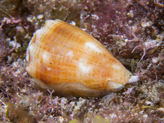 Conus miliaris