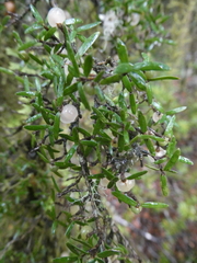 Coprosma propinqua propinqua