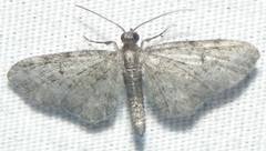 Eupithecia