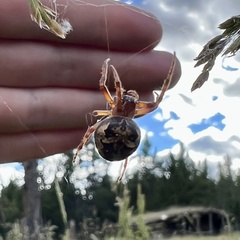 Larinioides patagiatus