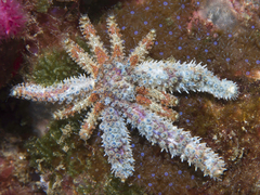 Coscinasterias muricata