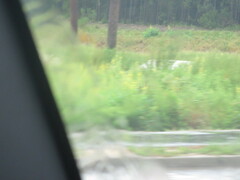 Crotalaria spectabilis