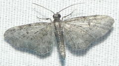 Eupithecia