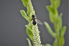 Eristalis dimidiata