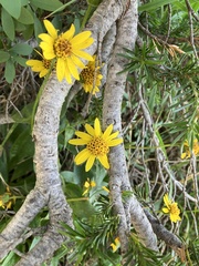 Arnica latifolia