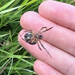 Larinioides patagiatus