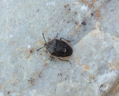 Carpocorini
