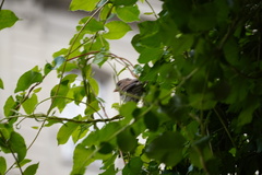 Passer domesticus